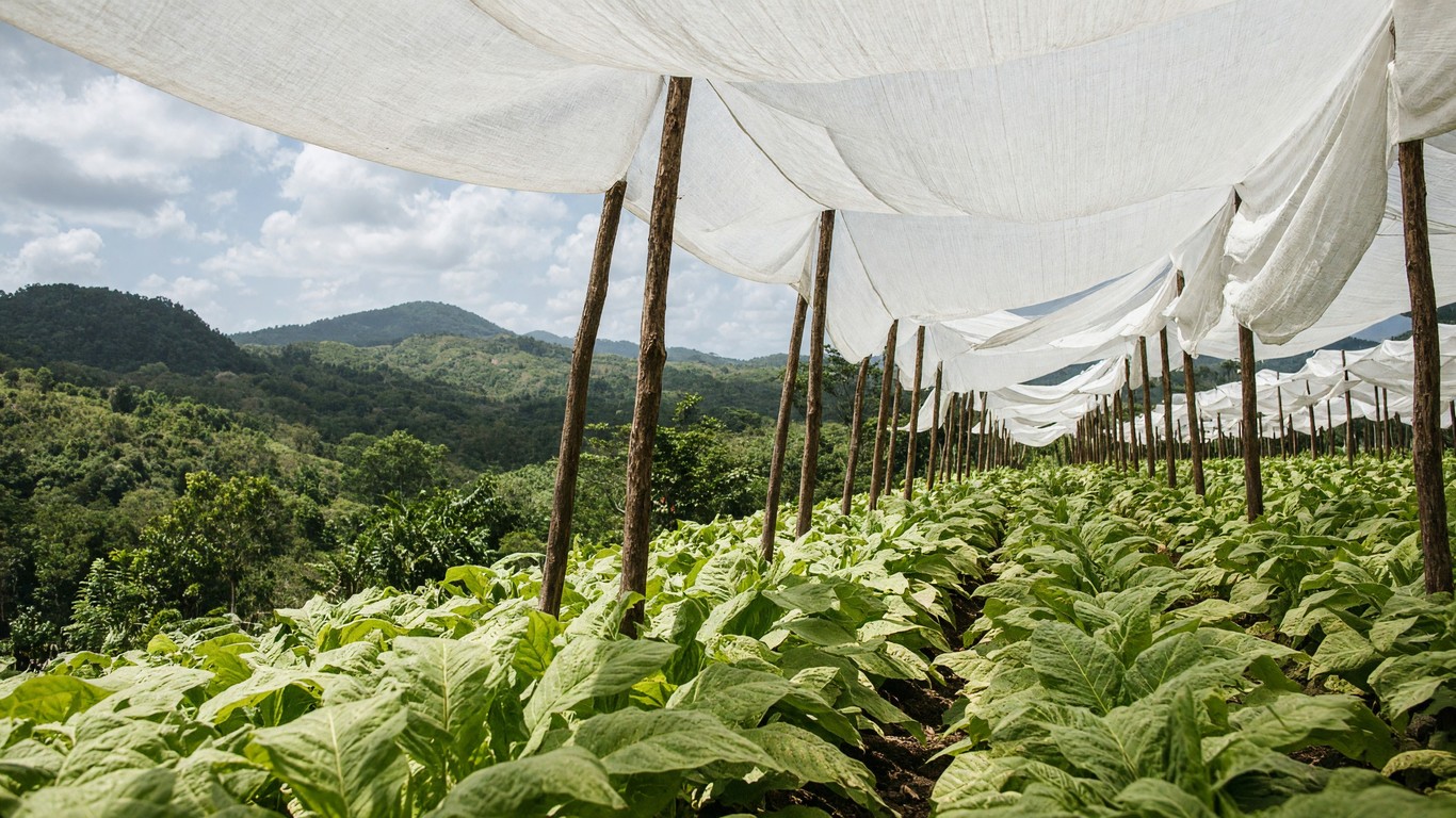 Wrapper tobacco growing under white shade cloth stretched over wooden poles